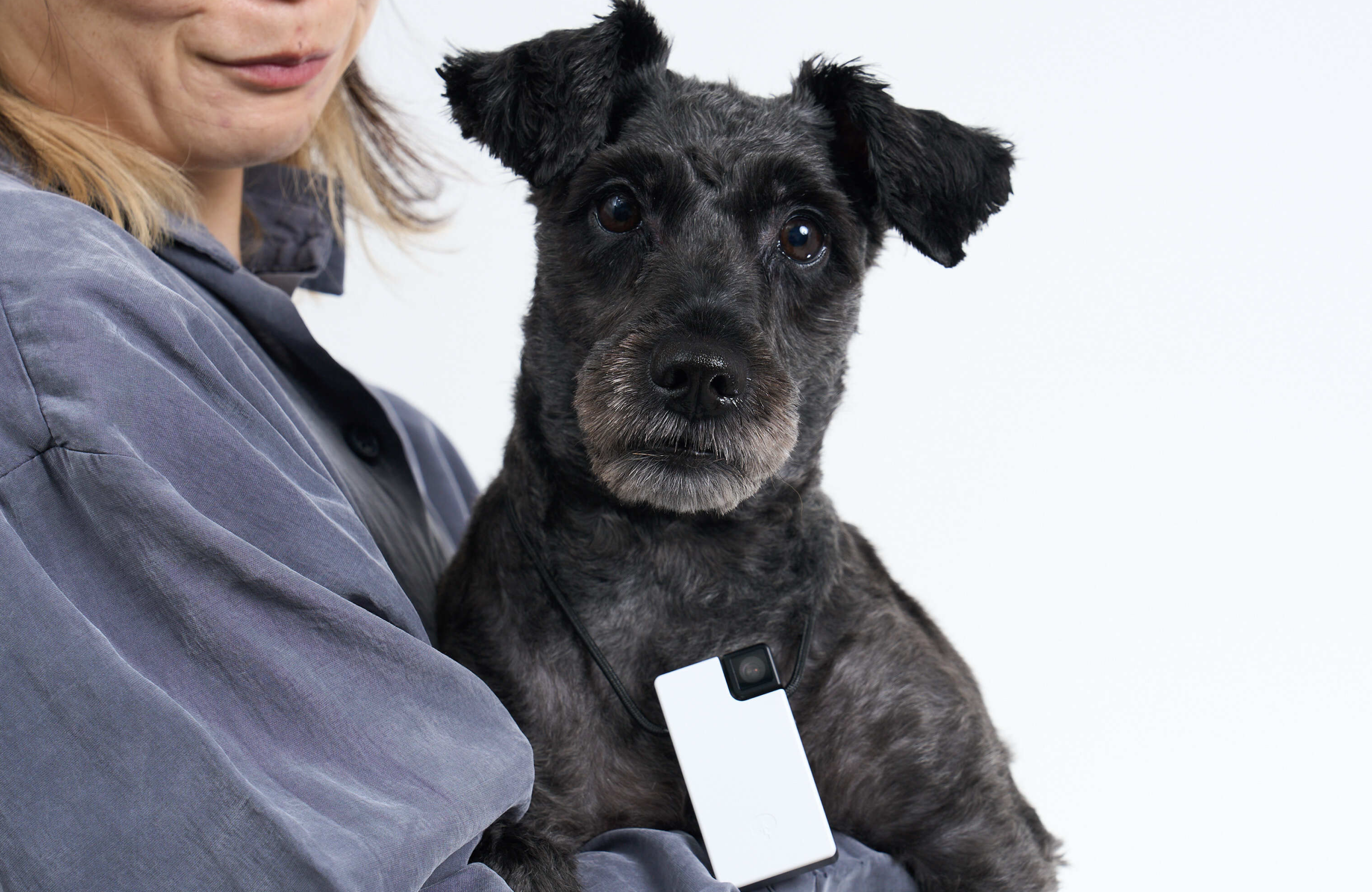 Dog wearing Saveclip on a strap