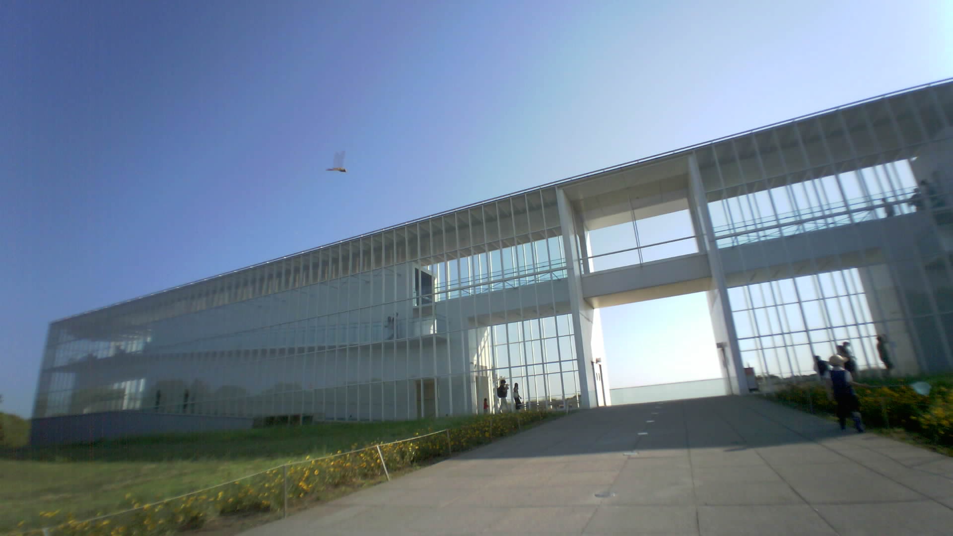 A picture taken with Saveclip's Manual Capture feature showing a dragonfly.